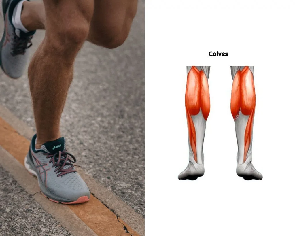 Calves muscles