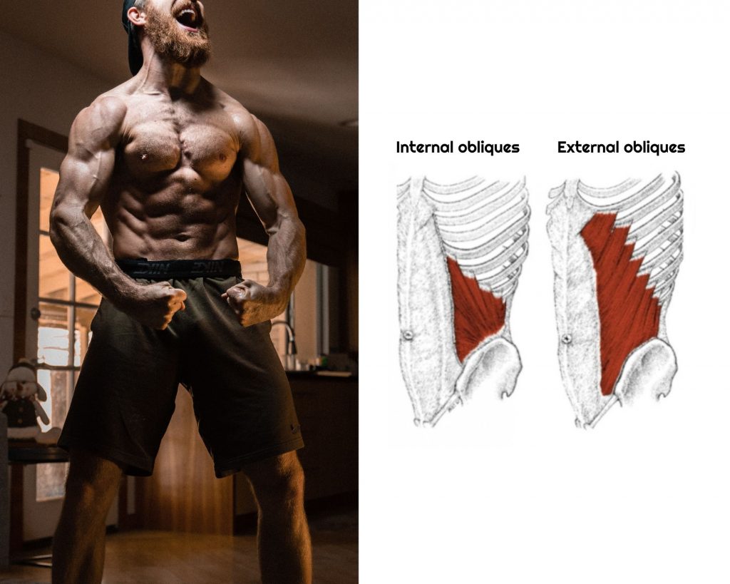 Obliques muscles