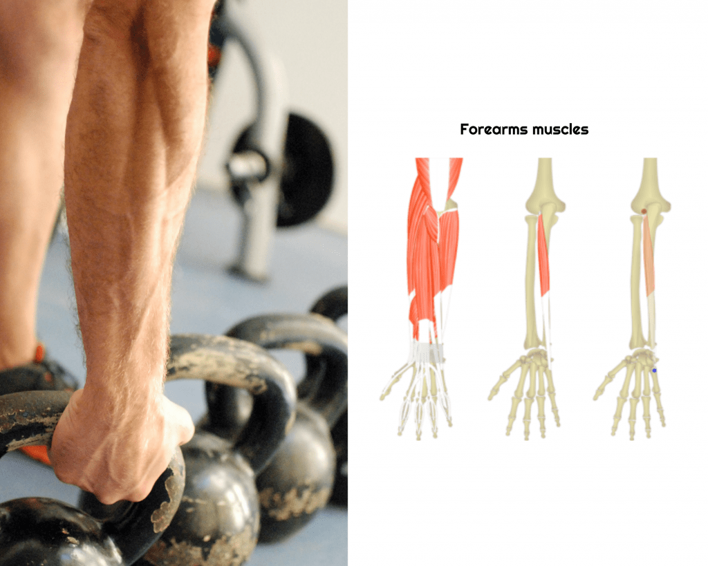 Forearms muscles