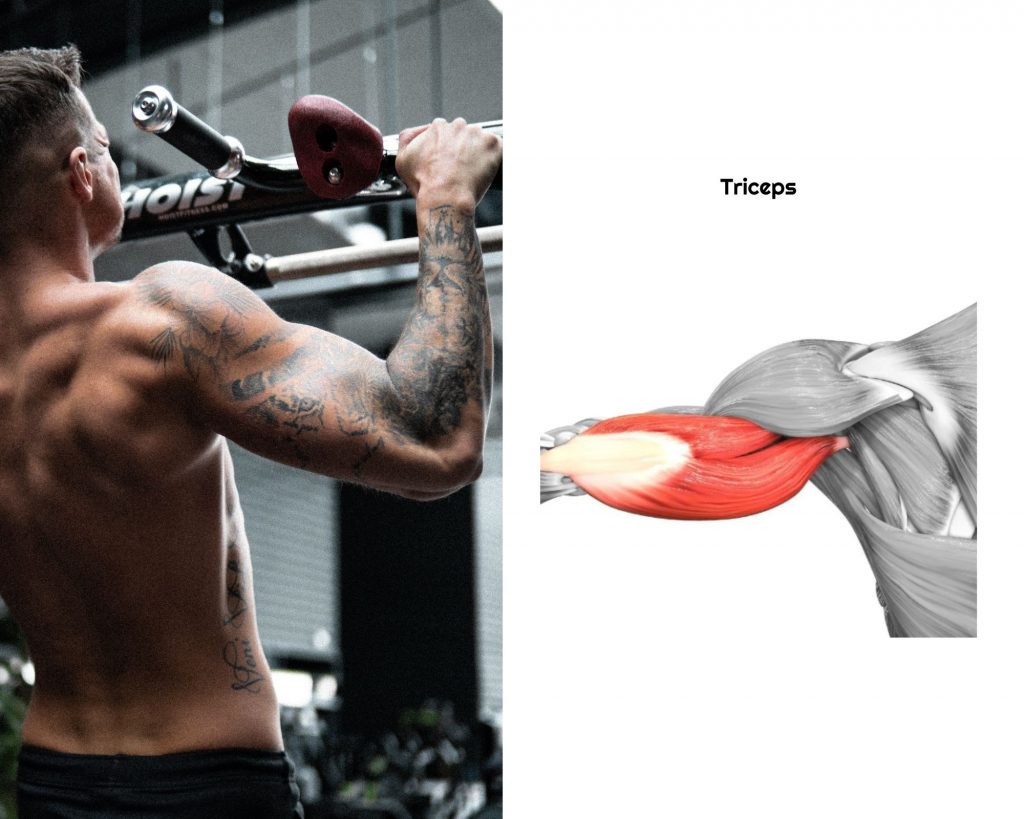 Triceps muscles